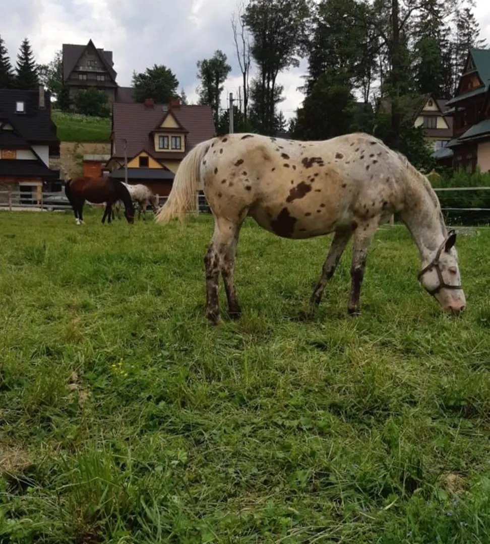 Przedsionek Tatr Villa Zakopane